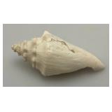 Misc. Coral, Seashells, Shark Jaw, Sand Dollar And More