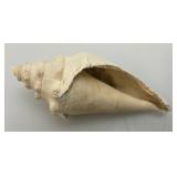 Misc. Coral, Seashells, Shark Jaw, Sand Dollar And More