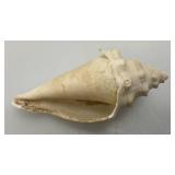 Misc. Coral, Seashells, Shark Jaw, Sand Dollar And More