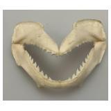 Misc. Coral, Seashells, Shark Jaw, Sand Dollar And More