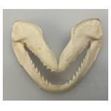 Misc. Coral, Seashells, Shark Jaw, Sand Dollar And More