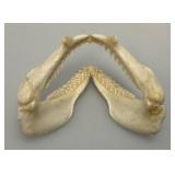 Misc. Coral, Seashells, Shark Jaw, Sand Dollar And More