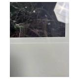 Framed Black and White Botanical Print