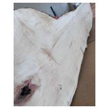Big ol’ piece of BOXELDER with cut in it