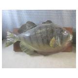 (EW5) Mounted Fish with Broken Top ...