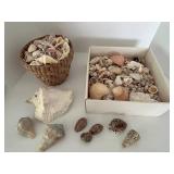 Assorted Sea Shell Collection in Basket & Box