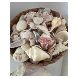 Assorted Sea Shell Collection in Basket & Box