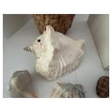 Assorted Sea Shell Collection in Basket & Box