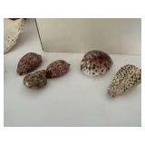 Assorted Sea Shell Collection in Basket & Box
