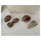 Assorted Sea Shell Collection in Basket & Box