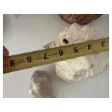 Assorted Sea Shell Collection in Basket & Box
