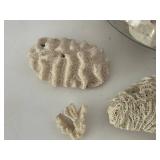 Natural Coral Decor Assortment in Glass Bowl