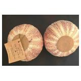 K - Shell Collection Ben Rickert Sea Urchin Pomander Coral & Shell Assortment