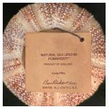 K - Shell Collection Ben Rickert Sea Urchin Pomander Coral & Shell Assortment