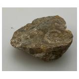 Group Of Misc. Fossil Clumps