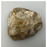 Group Of Misc. Fossil Clumps