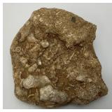Group Of Misc. Fossil Clumps