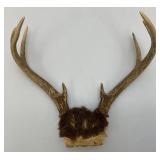 Vintage 8 Point Buck Horns & Potable Ice Fishing Tip-Up (NEW In Pack)