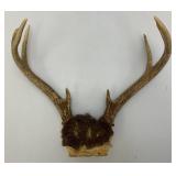Vintage 8 Point Buck Horns & Potable Ice Fishing Tip-Up (NEW In Pack)