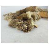 Lynx Taxidermy Fur Pelt