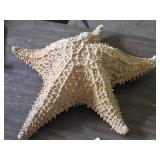 Star Fish 12' x 12' x 3 1/2'