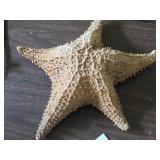 Star Fish 12' x 12' x 3 1/2'
