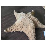 Star Fish 12' x 12' x 3 1/2'