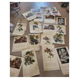 Strathmore Newsprint Pad & Assorted Bird Prints Mixed Lot