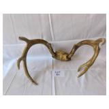 Antlers from Whitetail deer