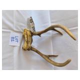 Whitetail Deer Antlers