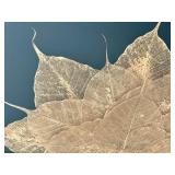 GBR - Framed Botanical Leaf Wall Art GBR - Framed Botanical Leaf Wall Art