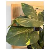 LL - Artificial Philodendron Plant in Black Planter LL - Artificial Philodendron Plant in Black Planter