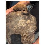 Excellent LARGE Papua New Guinea Toma Mask