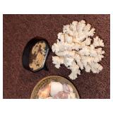 Coastal Decor Lot Coral Specimen Shell Bowl Asian Cork Diorama