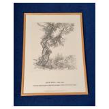Anna Ticho Olive Tree Israel Museum Collection Framed Art Print