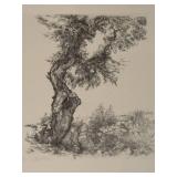 Anna Ticho Olive Tree Israel Museum Collection Framed Art Print