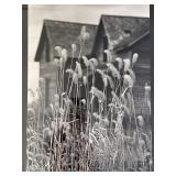 Framed Black-and-White Foxtail Grass Photograph - 20 X 27 in