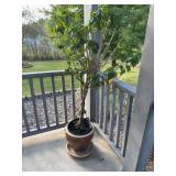 Braided Tropical Hibiscus Plant in Glazed Ceramic Pot With Saucer