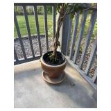 Braided Tropical Hibiscus Plant in Glazed Ceramic Pot With Saucer