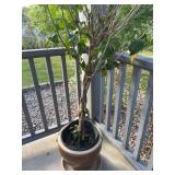 Braided Tropical Hibiscus Plant in Glazed Ceramic Pot With Saucer