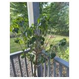 Braided Tropical Hibiscus Plant in Glazed Ceramic Pot With Saucer