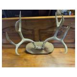 Wall Mount Antlers