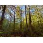 84+/- Acre Lewis County Prime Timber Land