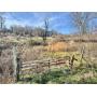 5.17 +/- Acre Taylor County Land 