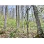 20 +/- Acre Braxton County WV Land 