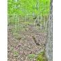 4+/- Acre Gilmer County WV Land