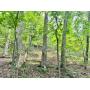 42 +/- Acre Putnam County WV Land 