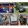 Taxidermy, 93 Mustang, Collectibles Auction
