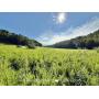 87+/- Acre Nicholas County WV Land 