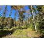 Taylor County, WV 47+/- Acre Recreational Property 
